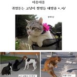 고양이도 사람이랑 똑같음.. 원빈을 보자 달라지는냥이들 ㅋ