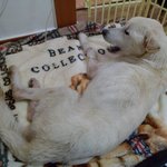 별이 된 산이 펫<b>시터</b> 입니다.