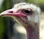 ★★★세상에서가장빠른동물은<b>치타</b>가아니다★★★