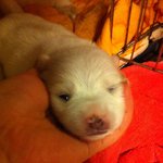 저희집에 12마리의 개님들을 소개합니다