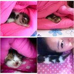 (추가) [<b>고냥</b>이판] 스파를 즐기는 <b>고냥</b>이 벨을 소개합니다~