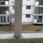 사진有)저희 집 창살에 우담<b>바라</b> 꽃 난 거 같아요ㅋㅋㅋㅋ