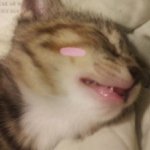 고양이 탯줄 끊어본 여자사람임다