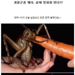 괴물곤충 웨타. 실제 <b>영화화</b>?