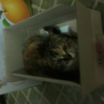 ★★★무지개다리를건넌춘봉이를닮은우리양이★★★