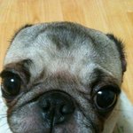 (사진 有) 너무 웃긴 내 동생 <b>춘자</b>이야기♡