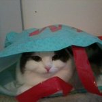 [고양이판] 제 동생 궐이를 소개합니다!!!!!!!!!!