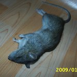 ☆★☆★☆★고구마 먹다가 쥐나옴 (<b>혐오주</b>의)사진有★☆★☆★☆