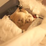 3개월된 애기말<b>티지</b> 이름좀 지어주세용~!!!★★★