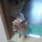 찾아주세요..(강원도 춘천, 요크셔테리어, 여아, <b>은색</b>, 칠전동부근)