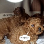 갈색똥떵어리들!!ㅠ3ㅠ