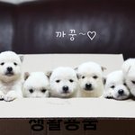 요론 아가들 낳아 놓으면