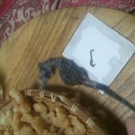 ★★★★★★★★★★★★★새우를 샀더니 <b>해마</b>를 줬네 ★★★★★★★★★★★★