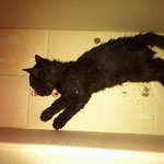 사진有//<b>로드킬</b>당한 고양이 묻어주고왔어요...