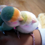 우리집 짹짹이들을 소개합니다~