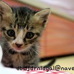 (사진有) 고양이 변천사★고양이키우는사람 완전공감ㅋ★고양이키울꺼면보세요★