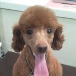 ★★★우리강아지를소개합니다 우강소(사진있어有)언능들어와서추천을눌러...