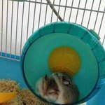 동영상有)★<b>햄스터</b> 완전 귀엽게 싸우는 동영상!★