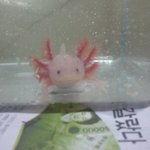 사진有) 저의집 우파루파들을 소개합니다~