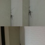 ㅡ ㅡ  바퀴벌래     허우적거리면서 소리내요............