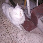 아파트 <b>지하</b>에 사는 고양이 도와주세요!
