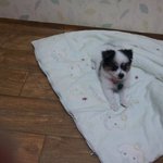 ★★(사진有)우리집 강아지가 더이상 웃질 않아요ㅠㅠ!!