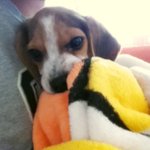 사진多 우리집강아지 <b>몽글</b>이를소개합니당