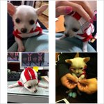 ㅠㅠㅠㅠㅠㅠㅠ우리 끙<b>아를</b> 살려주세요