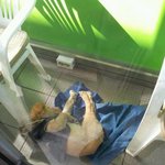 <b>창원시</b> 늘푸른전당 부근에서 강아지 잊어버리신분!!!!!