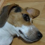 ★★★ 개 <b>산책</b>시키다 훈남 발견 ★★★