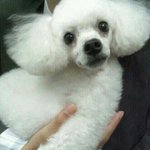 ★★★★★★★★★구름이를 찾습니다 ★★★<b>수원</b>사시는분들봐주세요★★★