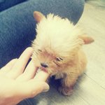 울집강지<b>보보</b>님