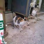 ★★★★★고양이 잘 아시는분 도와주세요 ㅠㅠ!!!애기가 아픈거같아요...