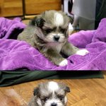 ▷▷▷▷▷▷▷▷우리집강아지 <b>둘리</b>