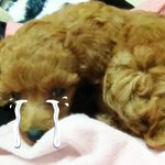 우리집 쪼꼬에여.ㅋㅋㅋㅋ