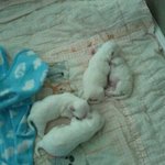 [사진有][동영상有]개바보♡2편