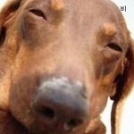 연예인과 닮은 <b>동물</b> 사진 모음