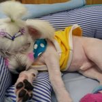 [사진有][동영상有]개바보♡4편