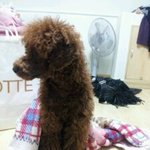 ★★<b>고무줄</b>로 묶인푸들, 찢어진 살에대한 고통