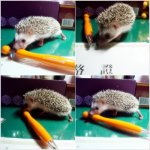 지금은 하늘에 있는 우리 크림이ㅜ.ㅜ