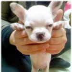 프랜치불독 귀여운 멍멍양~ <b>요다</b>~ㅋㅋ(이래뵈도 여자랍니다~^^;;)