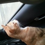 [사진有]우리집 고양이 초롱이.동생들도 태어났어요!
