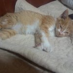 고양이 이름좀 <b>지어</b>주세요 ㅠㅠ!!사진 有