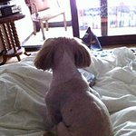 사진有)))★★★★사람같기도한 황 자이언트 <b>원더</b> 민트를 소개합니다★★★★