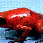 ★★★세상에서가장무서운동물<b>top</b>10★★★