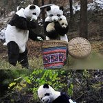 [사진有] 진짜 <b>팬더</b>를 찾아라