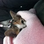 [부산]새끼고양이 무료<b>분양</b>을 해드립니다.