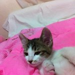 [고냥이판 2탄] 스파를 즐기는 고냥이 벨 이야기