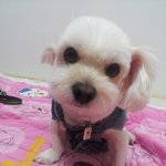 우리집귀욤이들한번 보실래용?*^^*