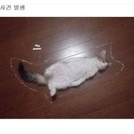추리극의 진수) 잔혹한 냥이 살<b>묘사</b>건....